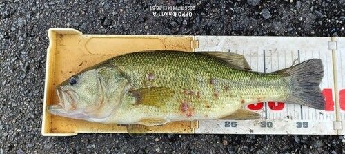 ブラックバスの釣果