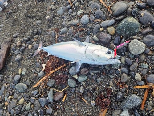マルソウダの釣果