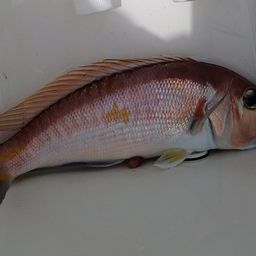 アカアマダイ
