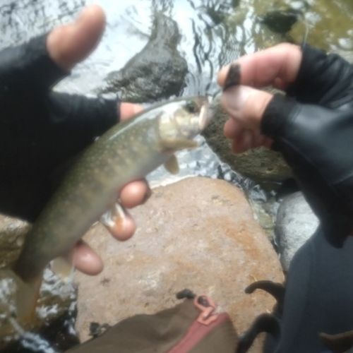 イワナの釣果