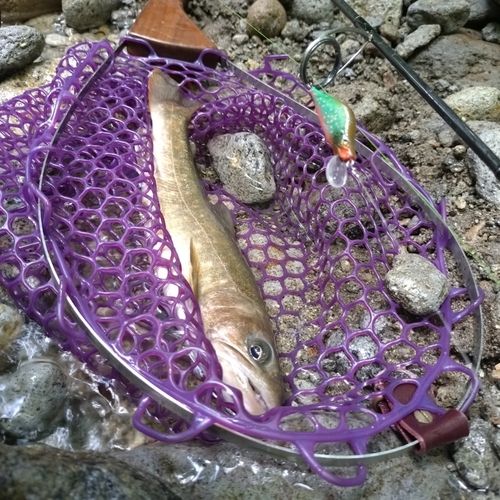 イワナの釣果