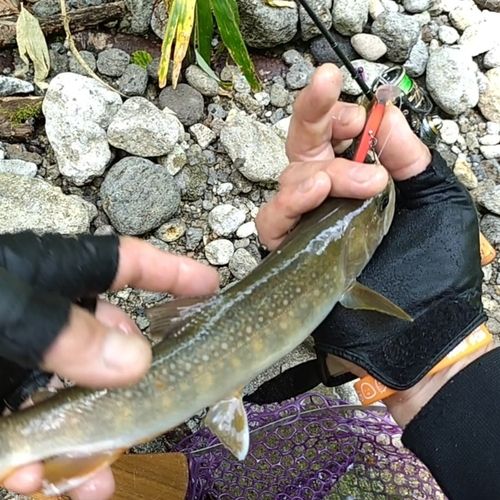 イワナの釣果