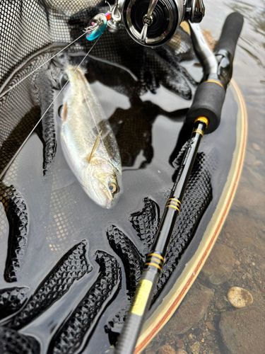 ニジマスの釣果