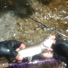 イワナの釣果