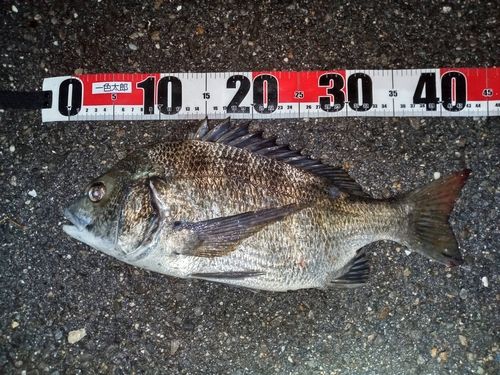 クロダイの釣果