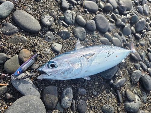 マルソウダの釣果