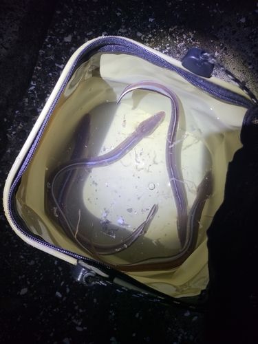 マアナゴの釣果