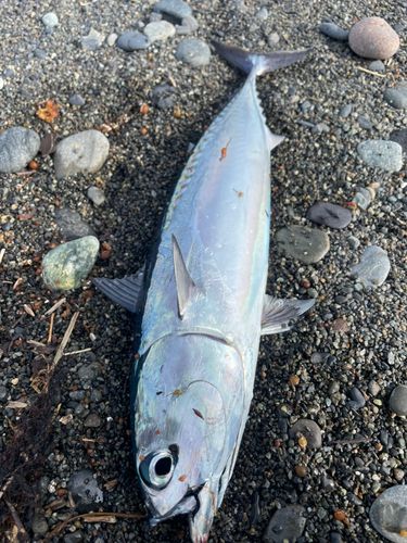 マルソウダの釣果