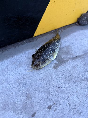 フグの釣果