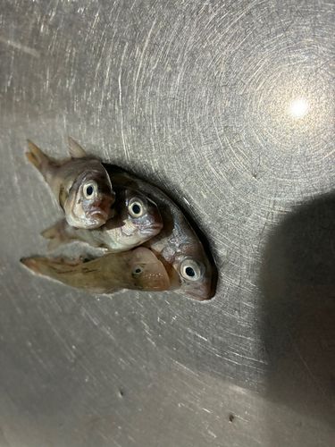チャリコ