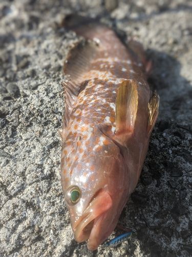 キジハタの釣果