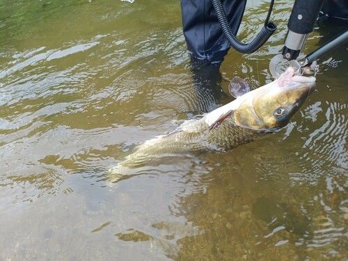 ニゴイの釣果