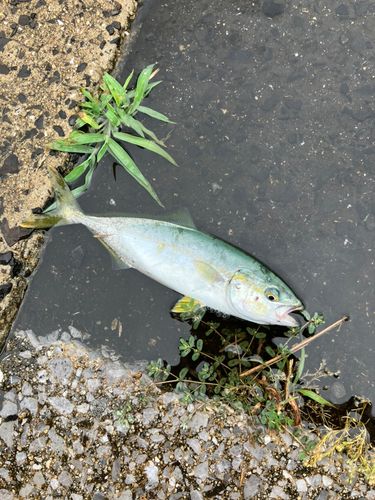 ワカシの釣果
