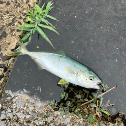 ワカシ