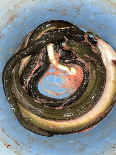 ウナギの釣果