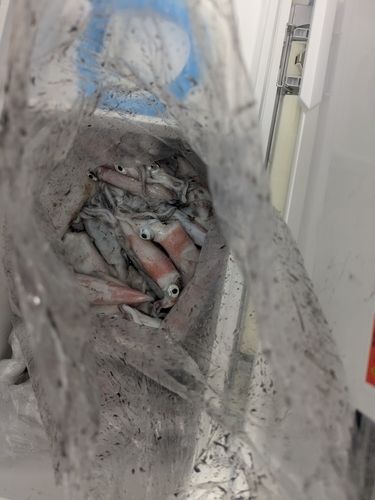 ケンサキイカの釣果