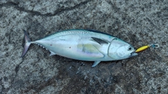 ヒラソウダの釣果