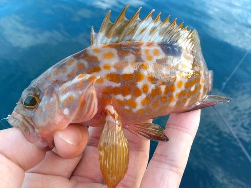 キジハタの釣果