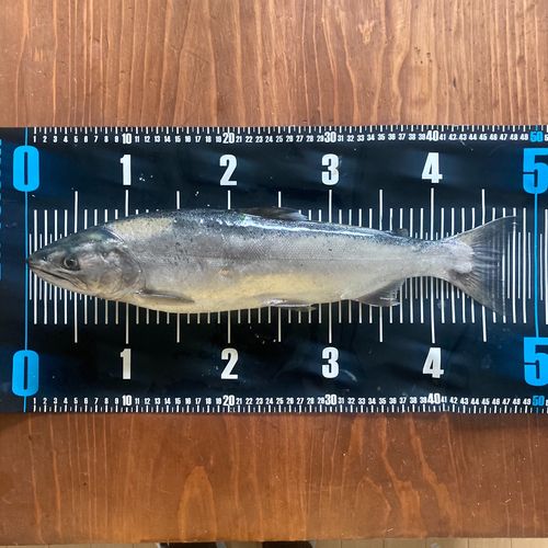 サクラマスの釣果