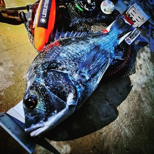 チヌの釣果