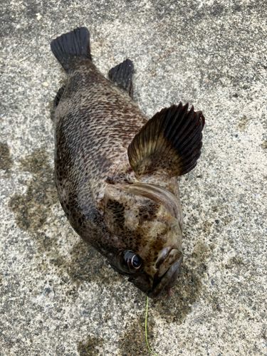 ソイの釣果