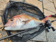 マダイの釣果