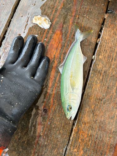 ヤズの釣果