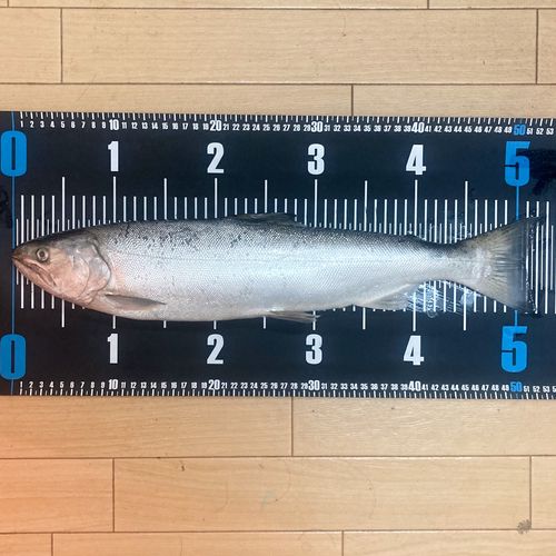 サクラマスの釣果