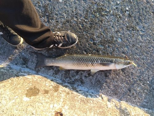 メナダの釣果