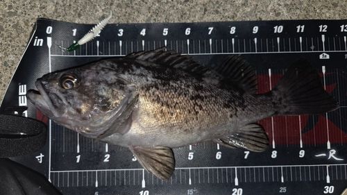 クロソイの釣果