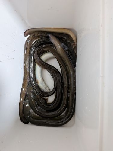 ウナギの釣果