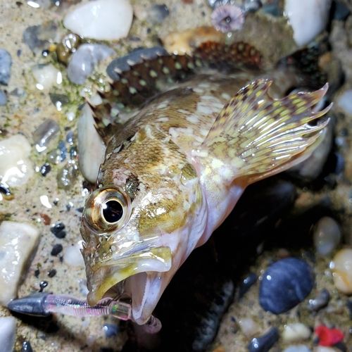 カサゴの釣果