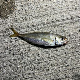 アジ
