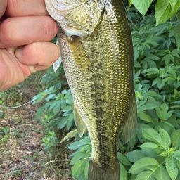 ラージマウスバス