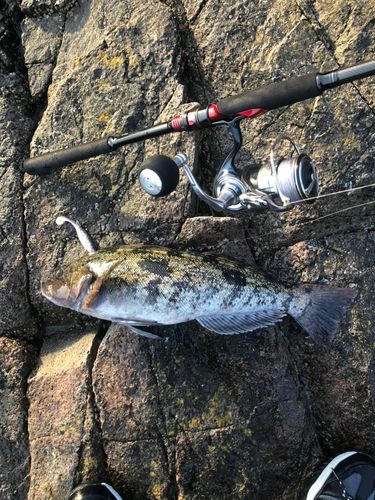 アイナメの釣果