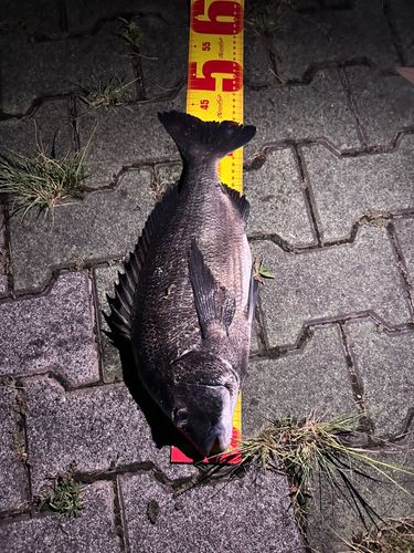 クロダイ