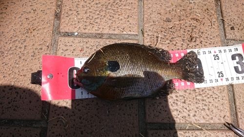 ブルーギルの釣果