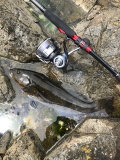アイナメの釣果