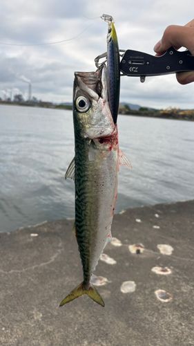 サバの釣果