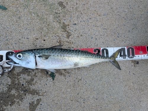 ゴマサバの釣果