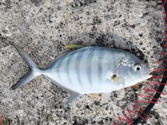 クロヒラアジの釣果