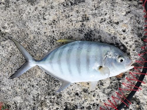 クロヒラアジの釣果