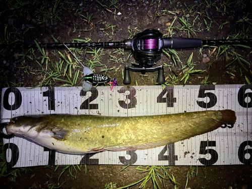 マナマズの釣果