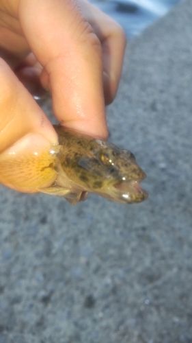 マハゼの釣果