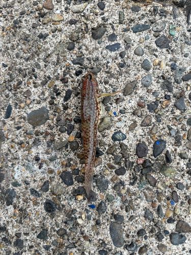 ホシノハゼの釣果