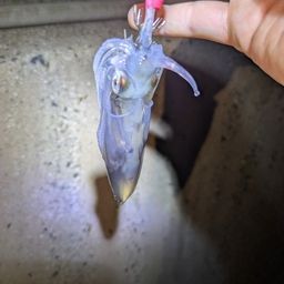 ヒイカ