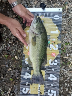 ラージマウスバスの釣果