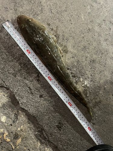 コチの釣果