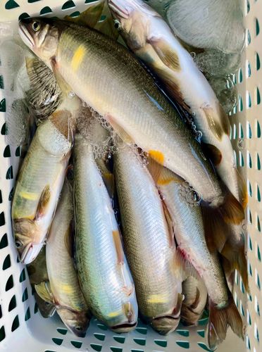 アユの釣果