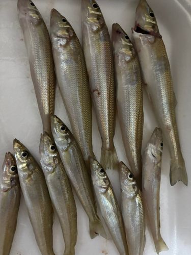 シロギスの釣果